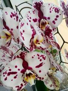 Macro closeup bloom