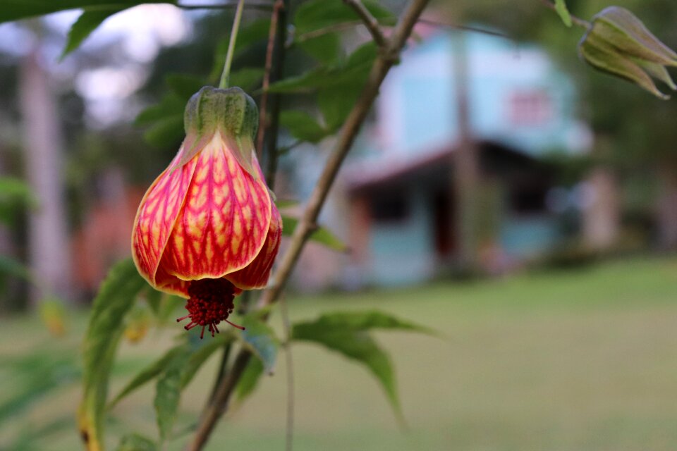 Nature rose red flower