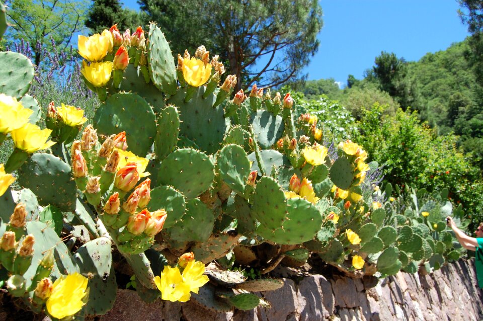 Prickly spur plant photo