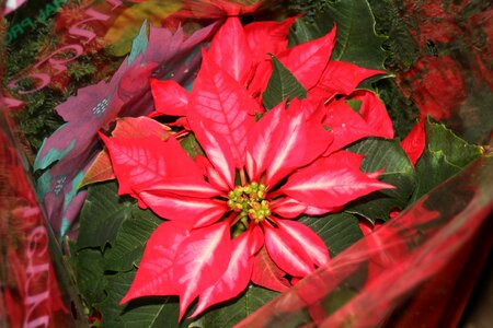 Christmas red flower nature photo