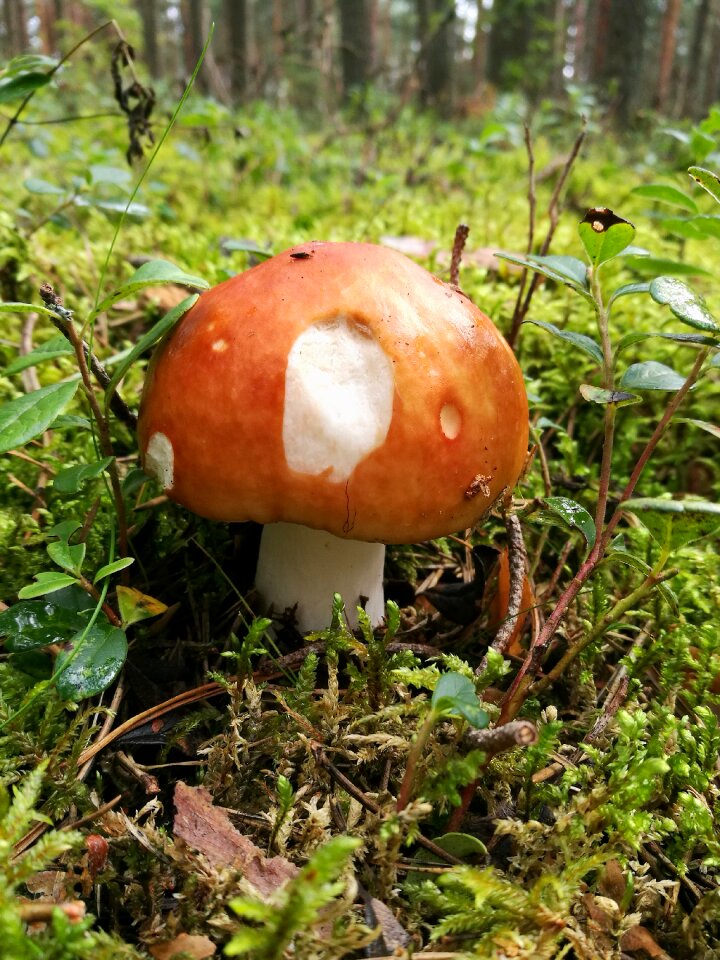 Russula nature in the forest