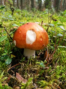 Russula nature in the forest