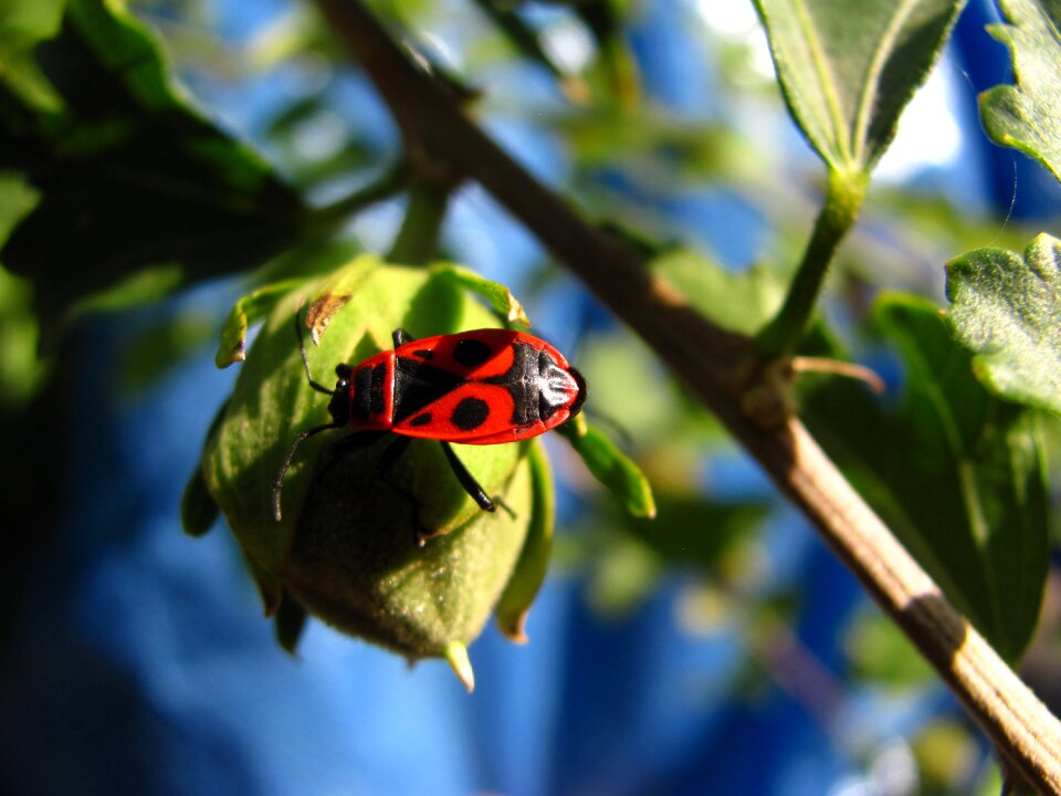 Summer nature beautiful