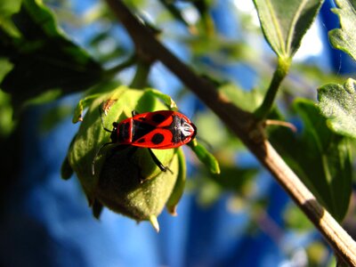 Summer nature beautiful