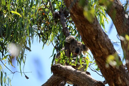 Gumtree marsupial