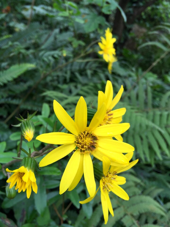 Flower yellow yellow flower