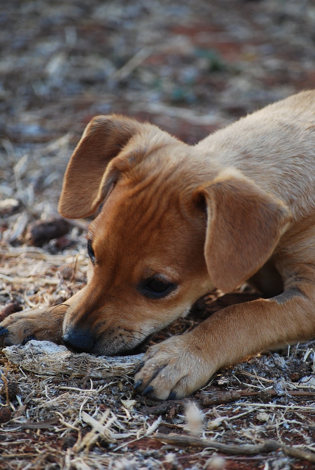 Curious puppies pets