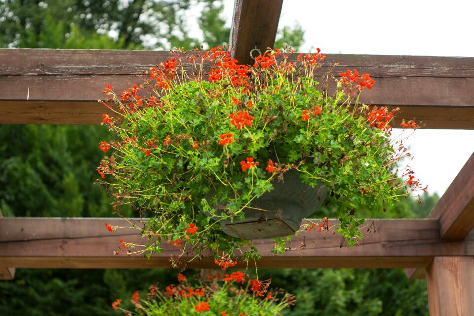 Park ornament geranium