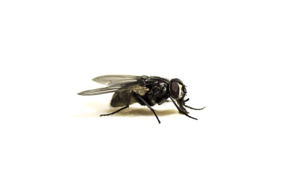 Close up macro photography insect photo