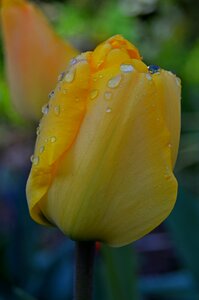Plant beauty blooming
