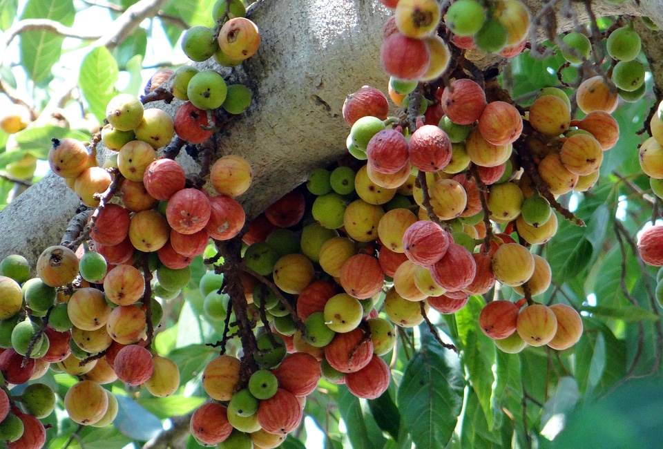 Wild fig tree dharwad