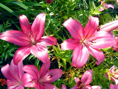 Pink garden in the summer of