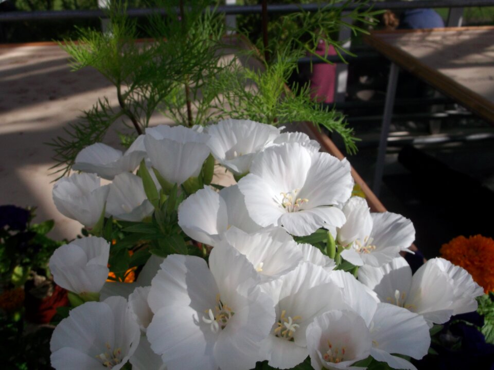 White flower nature plant
