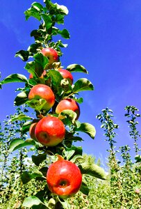 Apples fruit antioxidants