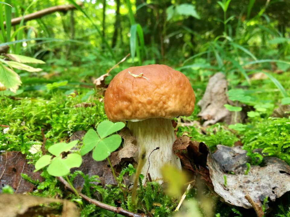 Macro summer nature