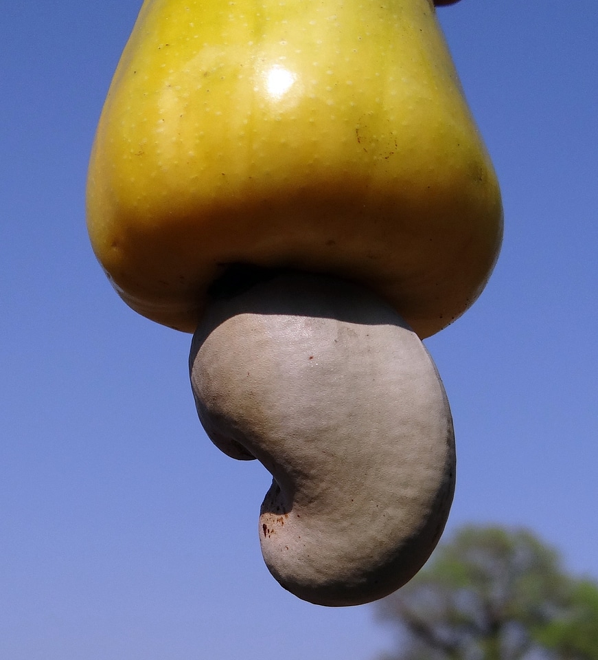 Anacardiaceae mango family ripe