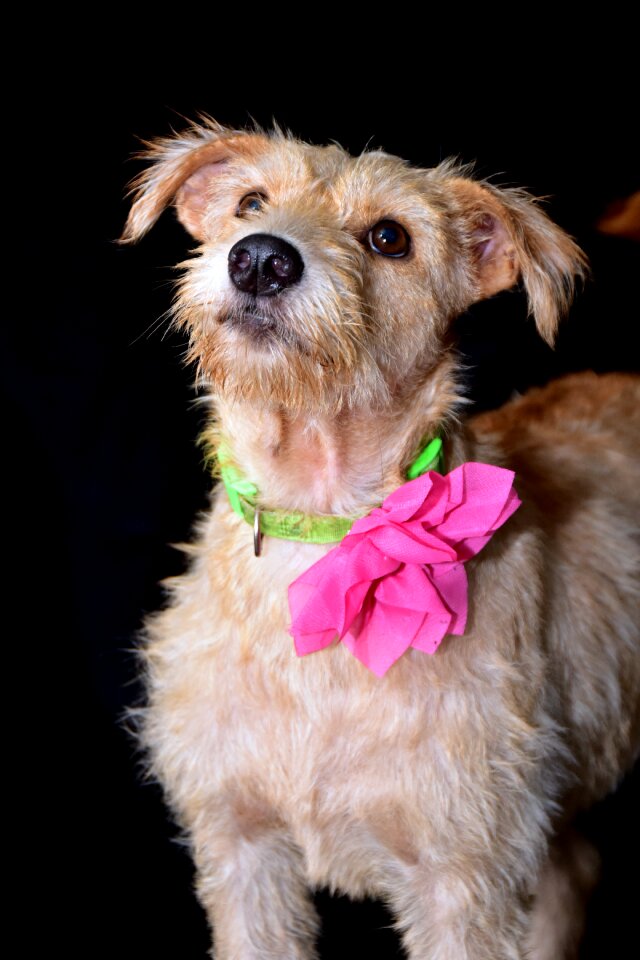 Dog happy portrait
