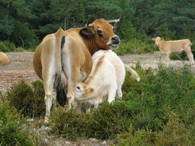 Cow breastfeeding agriculture