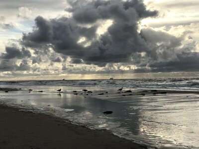Sea seagull abendstimmung