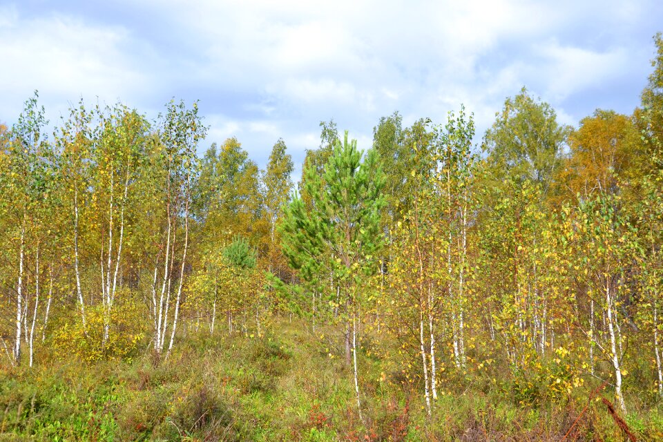 Fall colors tree autumn forest