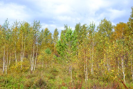 Fall colors tree autumn forest photo