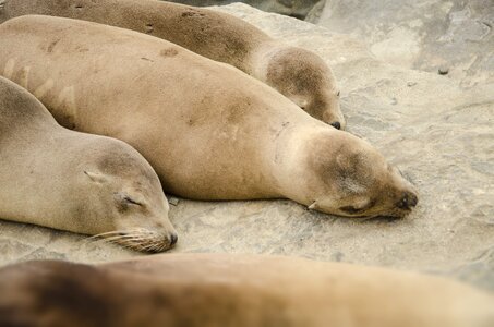 La jolla seal sleeping