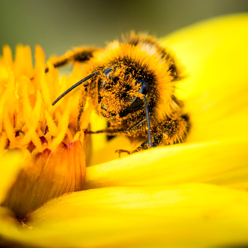 Collecting flower bloom
