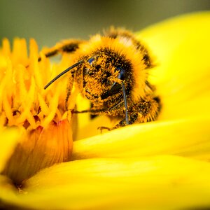 Collecting flower bloom