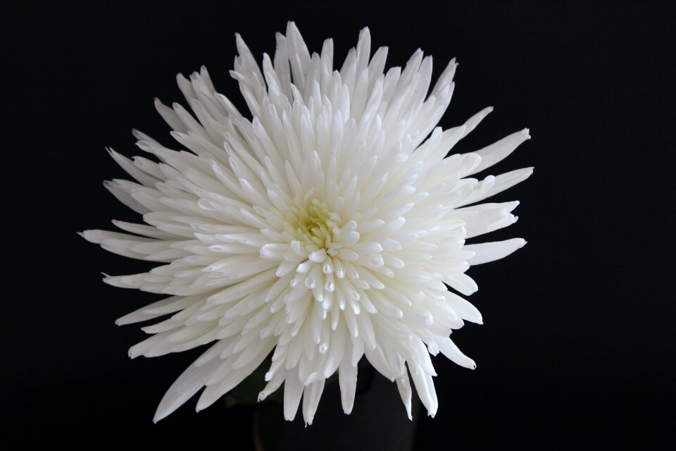 Nature plant blossom