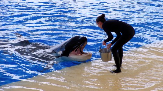Orca performance training