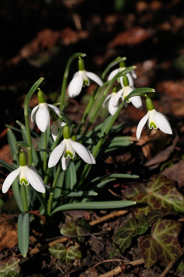 Galanthus amaryllis plant amaryllidaceae