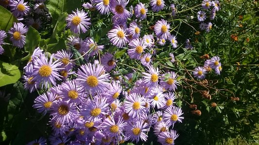 Summer plant beautiful flower