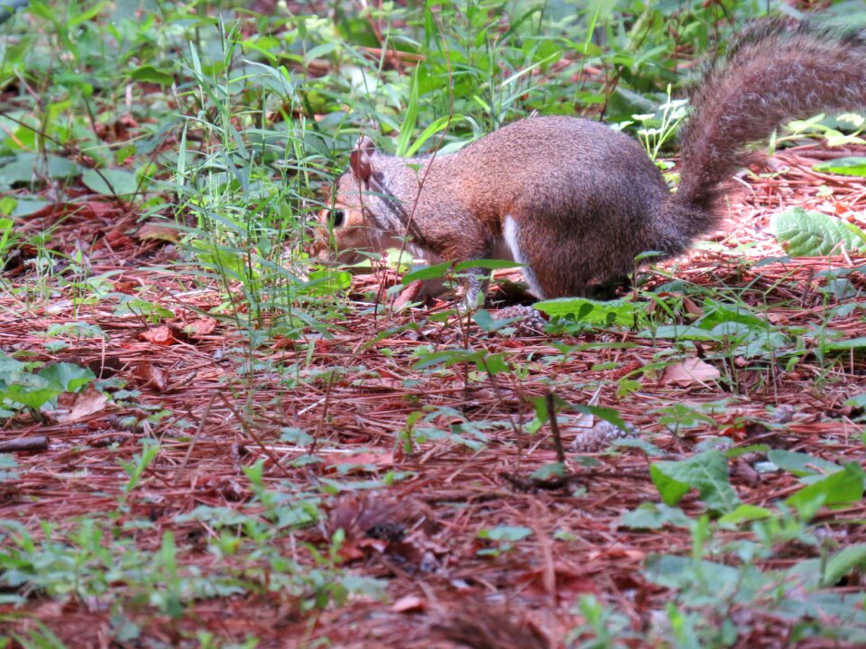 United states nature fauna