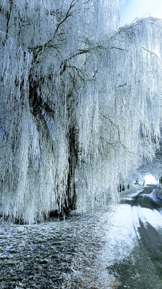Frost nature willow