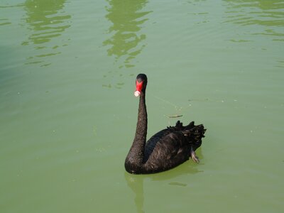 Black swan volatile pond photo