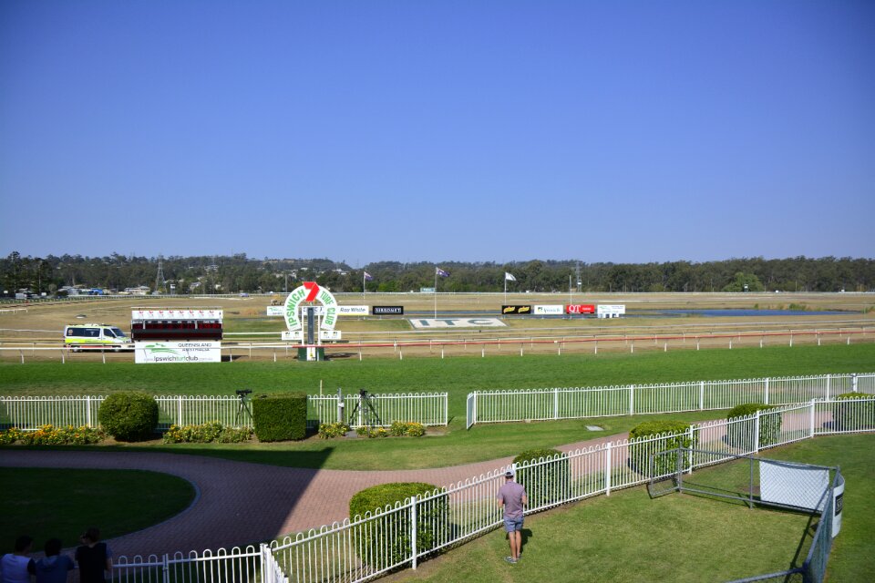 Racehorse animal outdoors