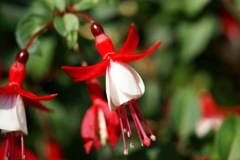 Nature floral bloom