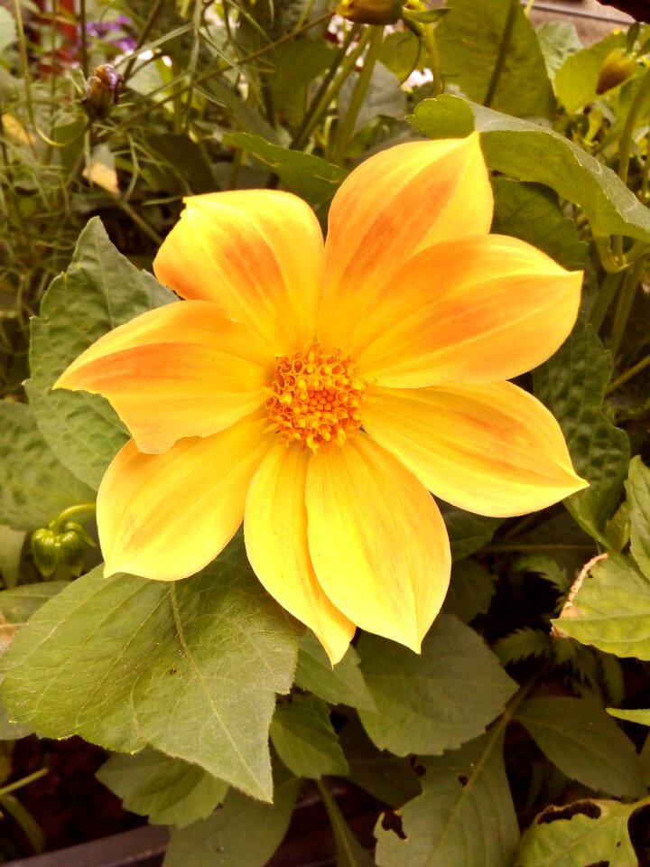 Summer dahlia funny guys