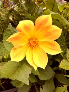 Summer dahlia funny guys