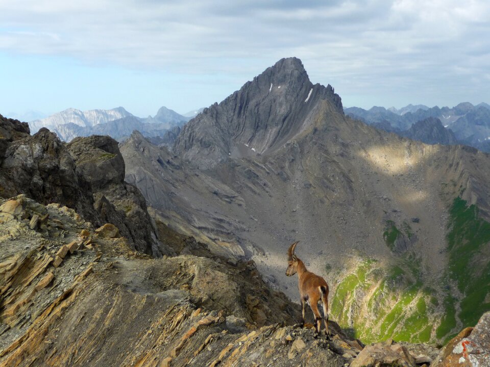 Chamois mountains austria