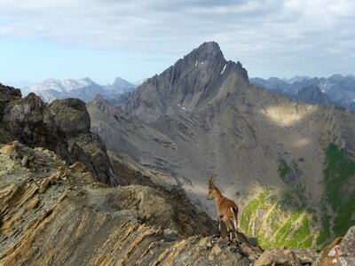 Chamois mountains austria photo