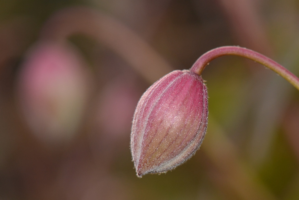 Spring nature flower bud