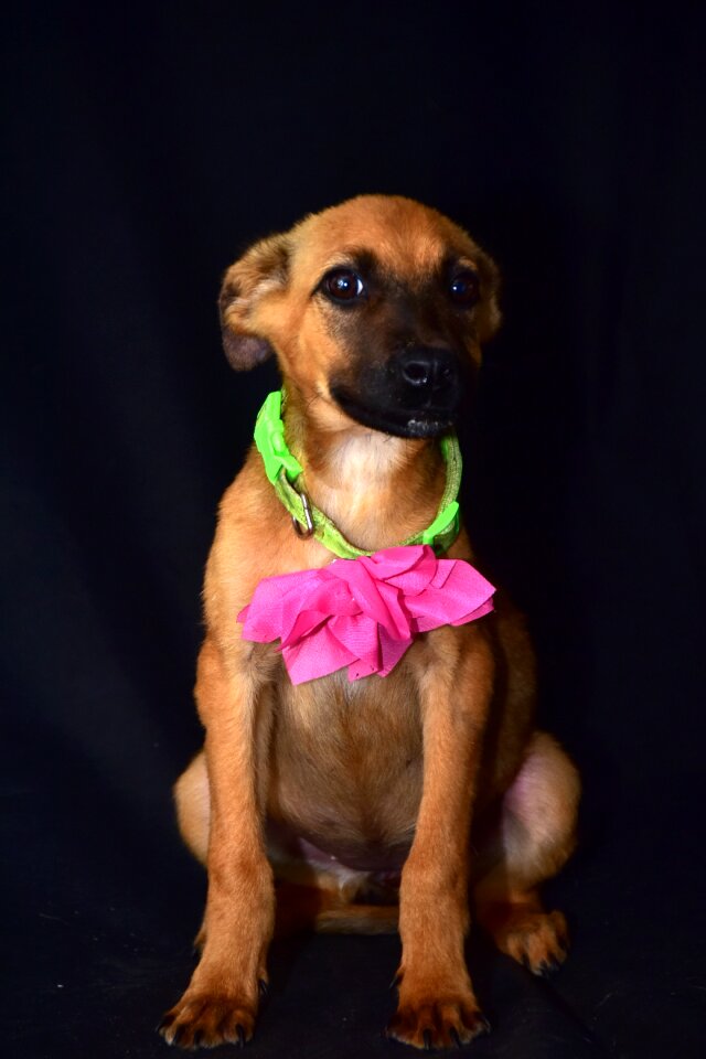 Dog happy portrait