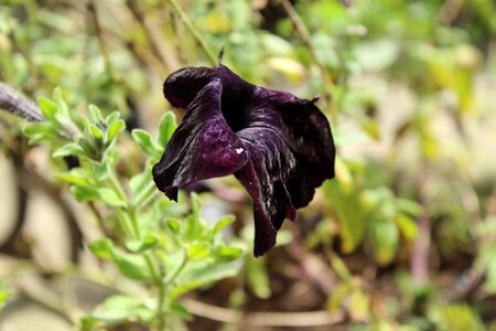 Plant flora flower photo