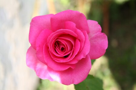 Rosa petals garden