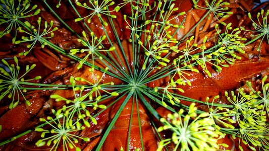 Crayfish party crayfish crown dill