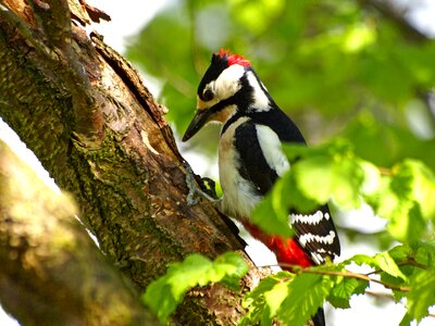 Foraging forest bird tree