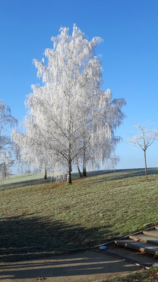 Frost tree winter magic