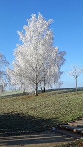 Frost tree winter magic photo