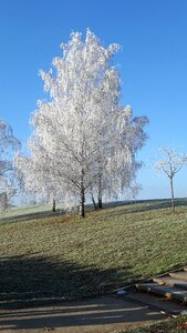 Frost tree winter magic